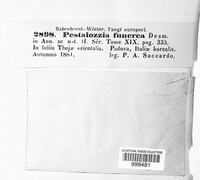 Pestalotia funerea image